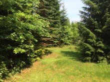 IMG 2891 Verkauft.!! 2 Baugrundst�cke 3162 m2, teilbar, Delmenhorst n�he Tiergarten !