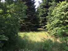 IMG 2889 Verkauft.!! 2 Baugrundst�cke 3162 m2, teilbar, Delmenhorst n�he Tiergarten !